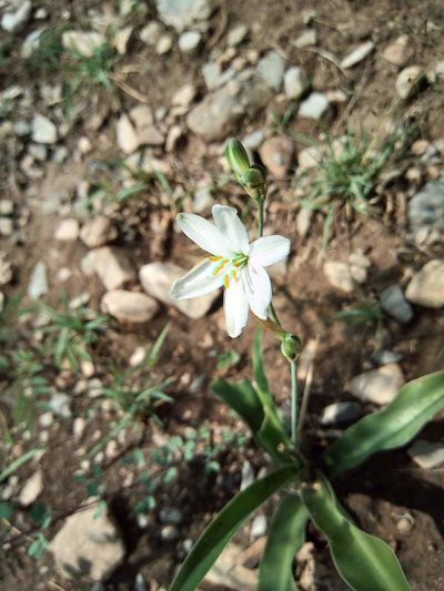 Echeandia scabrella, photographed by Leticia Jiménez Hernández