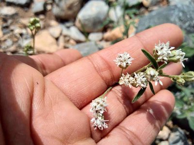 Florestina tripteris, photographed by Leticia Jiménez Hernández