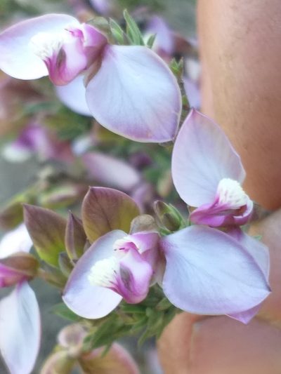 Polygala umbellata, photographed by kevin koen