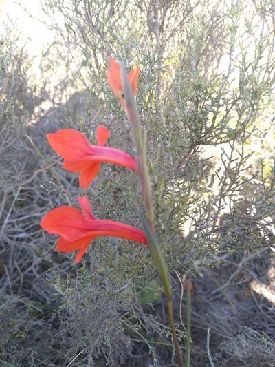 Gladiolus teretifolius, photographed by kevin koen