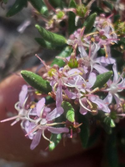 Agathosma microcarpa, photographed by kevin koen