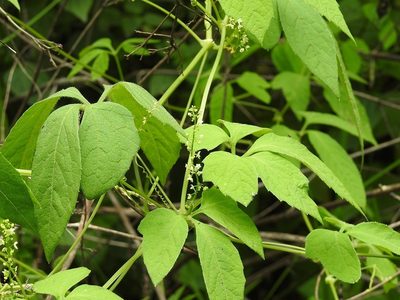 Cyclanthera integrifoliola, photographed by Neptalí Ramírez Marcial