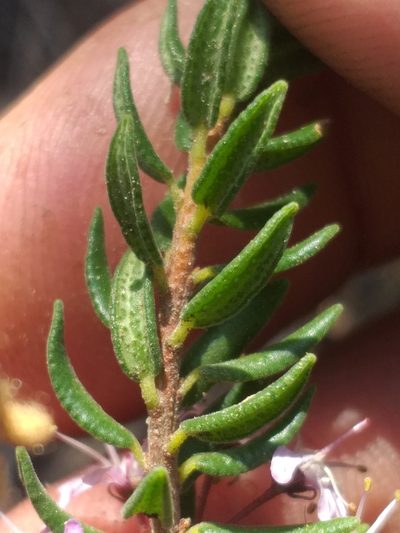 Agathosma microcarpa, photographed by kevin koen