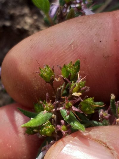 Agathosma microcarpa, photographed by kevin koen