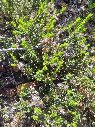 Agathosma microcarpa, photographed by kevin koen