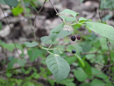Fuchsia encliandra, photographed by Neptalí Ramírez Marcial