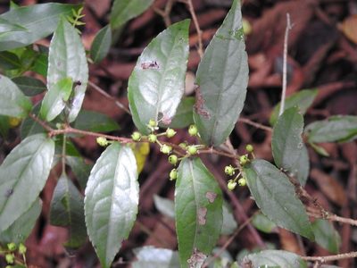 Xylosma chiapensis, photographed by Neptalí Ramírez Marcial