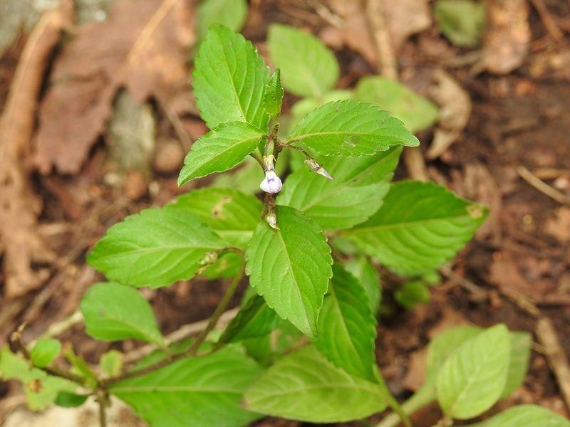 Hybanthus longipes, photographed by Neptalí Ramírez Marcial