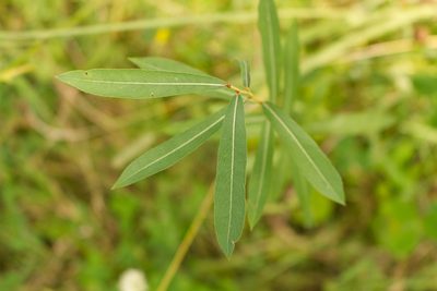 Salix purpurea, photographed by David Sandler