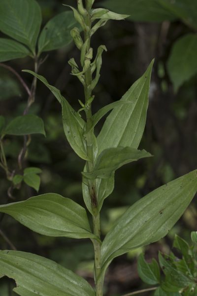 Habenaria digitata, photographed by S.MORE