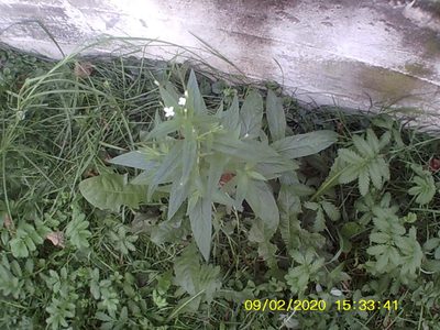 Epilobium pseudorubescens, photographed by Михаил Орлов