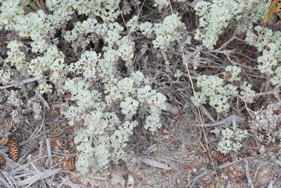 Artemisia alaskana, photographed by Syd Cannings