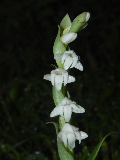 Habenaria heyneana, photographed by S.MORE
