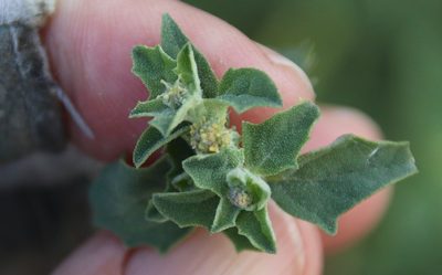 Atriplex suberecta, photographed by Millie Basden