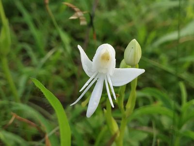 Habenaria grandifloriformis, photographed by S.MORE