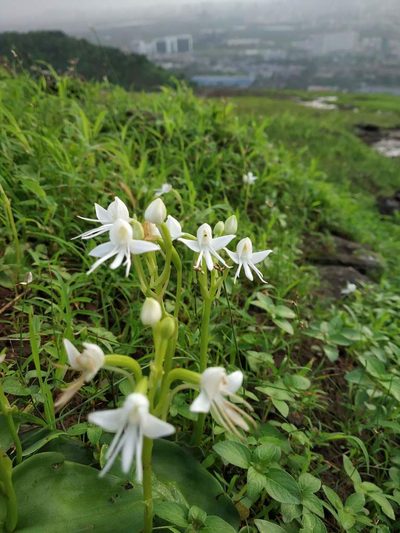 Habenaria grandifloriformis, photographed by S.MORE