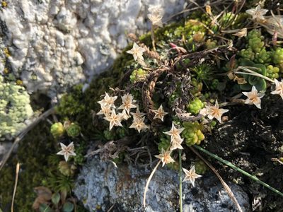 Sedum alpestre, photographed by Jason Grant
