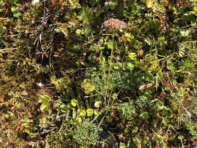 Mutellina purpurea, photographed by Jason Grant