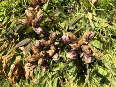 Gentiana purpurea, photographed by Jason Grant