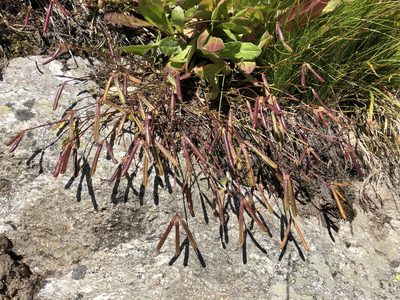 Lotus alpinus, photographed by Jason Grant