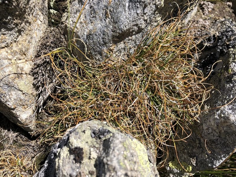 Carex curvula, photographed by Jason Grant