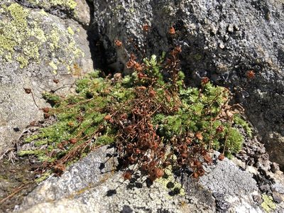 Saxifraga bryoides, photographed by Jason Grant