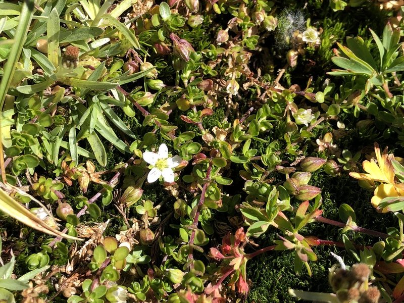 Arenaria biflora, photographed by Jason Grant