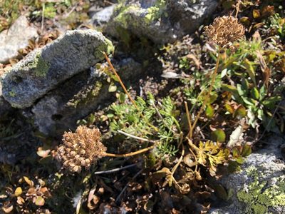 Neogaya simplex, photographed by Jason Grant