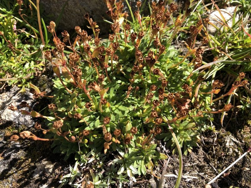 Saxifraga seguieri, photographed by Jason Grant