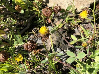 Trifolium badium, photographed by Jason Grant
