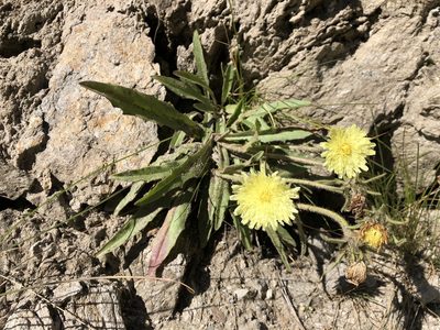 Schlagintweitia intybacea, photographed by Jason Grant