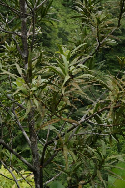 Podocarpus coriaceus, photographed by Eric Knight