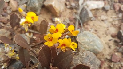 Podolobium scandens, photographed by Jane C Frost