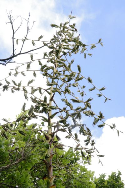 Glomeropitcairnia penduliflora, photographed by Eric Knight