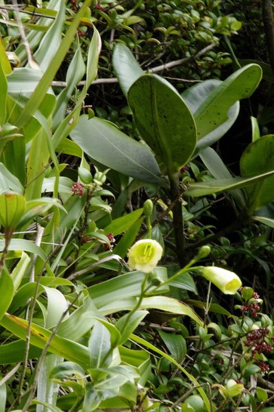 Symbolanthus frigidus, photographed by Eric Knight