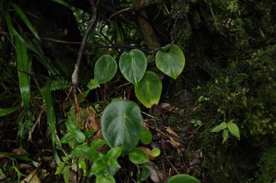 Peperomia hernandiifolia, photographed by Eric Knight