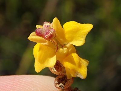 Utricularia simulans, photographed by Tsssss