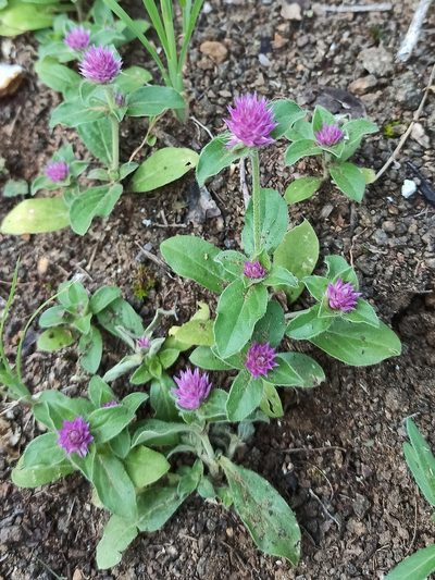 Gomphrena nitida, photographed by Juan Carlos Fonseca Mata