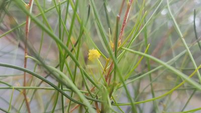 Acacia juncifolia, photographed by Jane C Frost