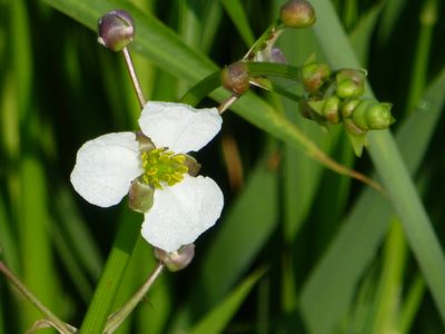 Sagittaria longiloba, photographed by Steve Woodward