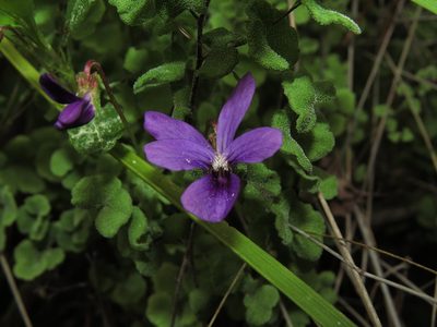 Viola portalesia, photographed by Nicolás Lavandero