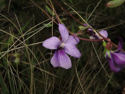 Viola portalesia, photographed by Nicolás Lavandero