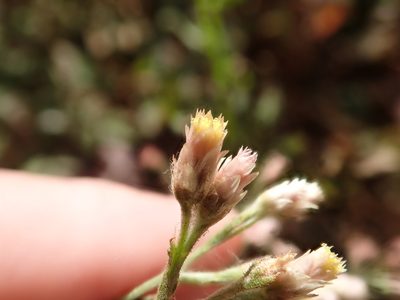 Pseudognaphalium ramosissimum, photographed by joergmlpts