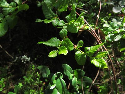 Nothofagus obliqua, photographed by Nicolás Lavandero