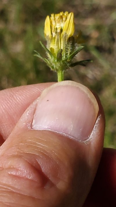 Bidens tenuisecta, photographed by Craig Martin