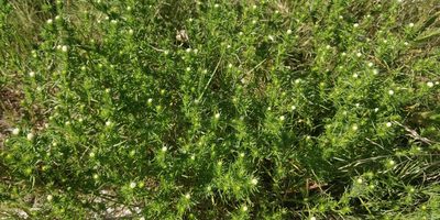 Symphyotrichum ciliatum, photographed by Jeff D Hansen