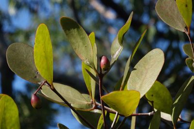 Muellerina celastroides, photographed by John Barkla