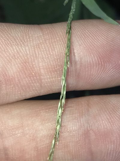 Muhlenbergia bushii, photographed by Ryan Donnelly