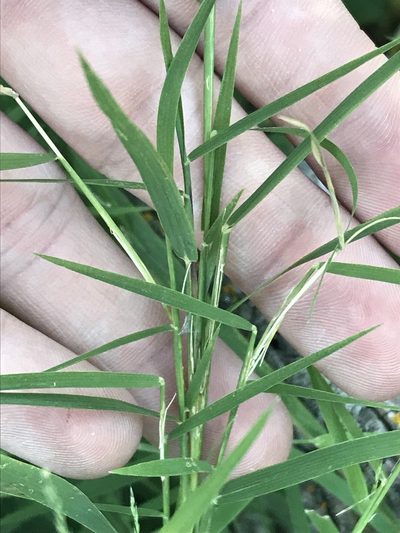 Muhlenbergia bushii, photographed by Ryan Donnelly
