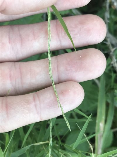 Muhlenbergia bushii, photographed by Ryan Donnelly